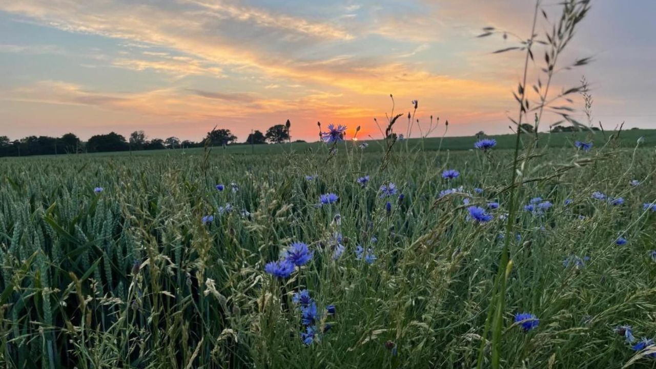 AreaSummer20KM AreaSummer20KM